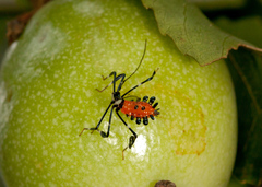 Diactor bilineatus