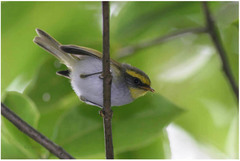 Abroscopus schisticeps