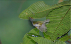 Phylloscopus castaniceps