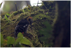 Dendrocopos darjellensis