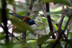 Aethopyga nipalensis