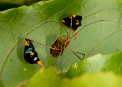 Diactor bilineatus