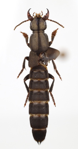 Ocypus aenescens
