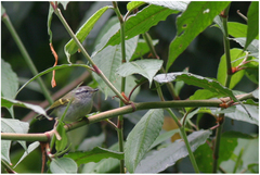 Phylloscopus chloronotus