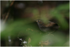 Pnoepyga pusilla