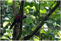 Trochalopteron milnei