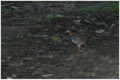 Arborophila rufogularis