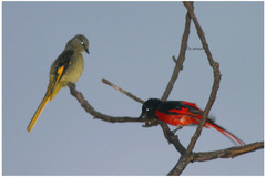 Pericrocotus brevirostris