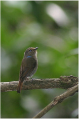 Niltava macgrigoriae