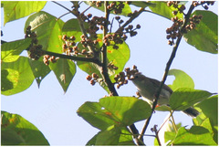 Staphida castaniceps