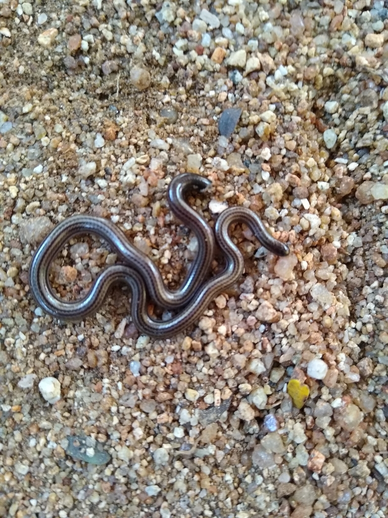 Bakewell's Blind Snake