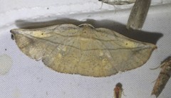 Xenomusa metallica