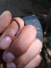 Epictia bakewelli