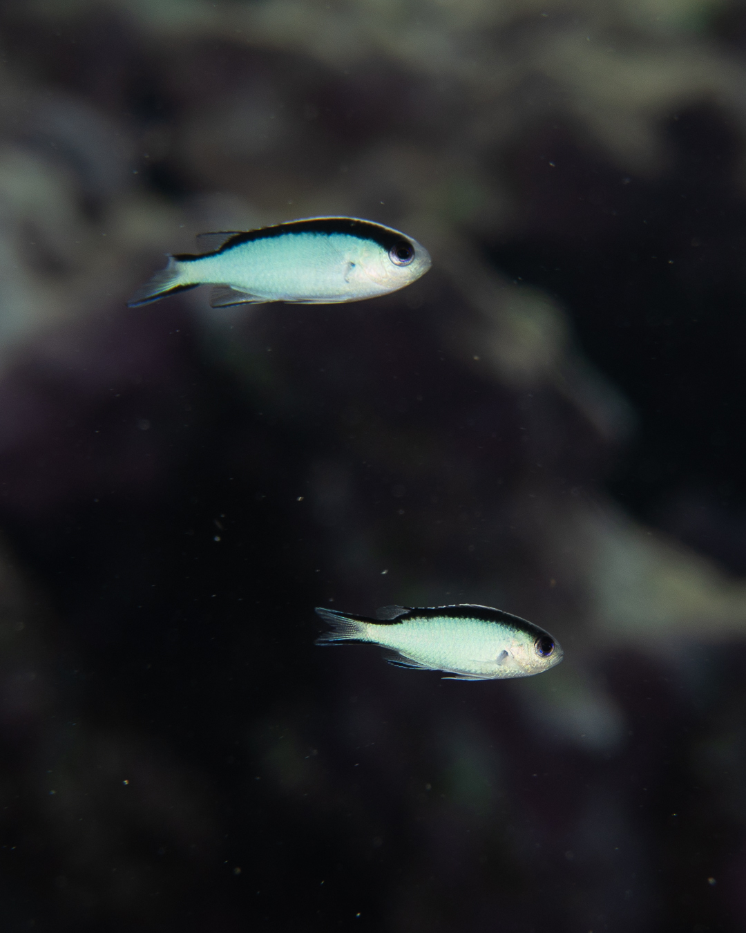 Tahiti Damsel photo 7