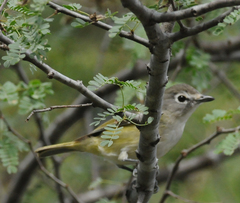 Vireo cassinii lucasanus
