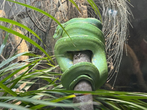 Southern Green Python sighting