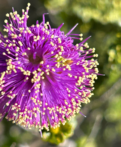Melaleuca porphyrocephala, 2025-09-08
