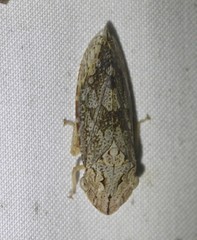Stenocotis depressa