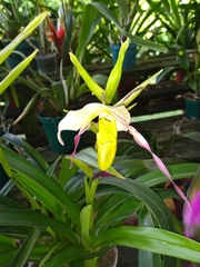 Phragmipedium longifolium
