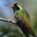 Xantus's Hummingbird - Photo (c) Steven Mlodinow, some rights reserved (CC BY-NC), uploaded by Steven Mlodinow