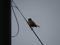 Zonotrichia capensis