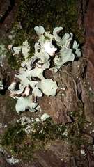 Parmotrema hypoleucinum