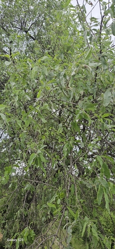 desert teak