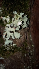 Parmotrema hypoleucinum