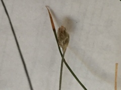 Eleocharis tuberculosa