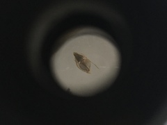 Eleocharis tuberculosa