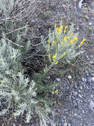limestone hawksbeard (Crepis intermedia)