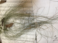 Eleocharis tuberculosa