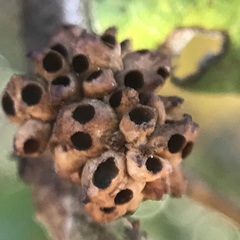 Callirhytis serricornis
