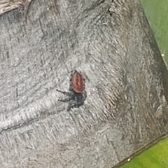 Phidippus adumbratus