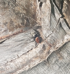 Phidippus adumbratus