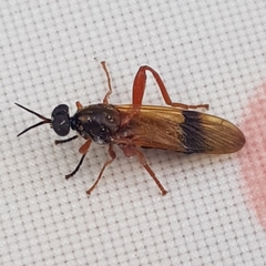 Benhamyia apicalis