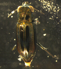 Notiophilus substriatus