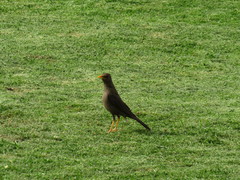 Turdus chiguanco
