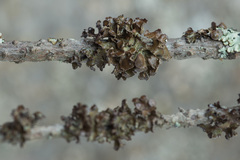 Tuckermanopsis sepincola