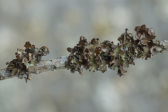 Tuckermanopsis sepincola