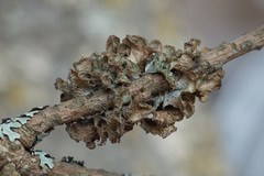 Tuckermanopsis sepincola