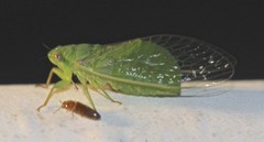 Chlorocysta vitripennis