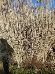 Poaceae