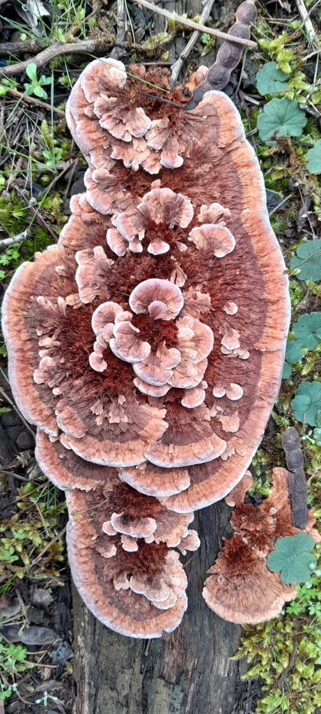 Fomitopsis lilacinogilva · August 2025 · photo: © neotrigonia (iNaturalist, cc0)
