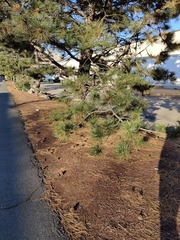 Pinus
