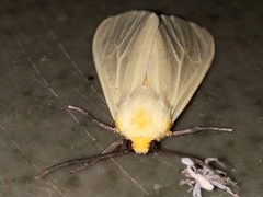 Pareuchaetes pseudoinsulata