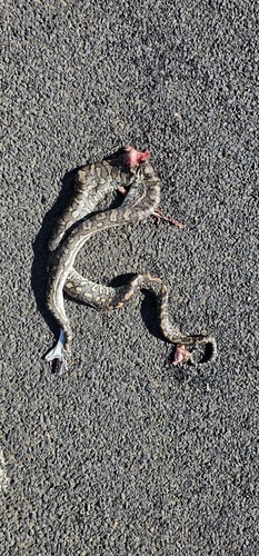 Coastal Carpet Python sighting