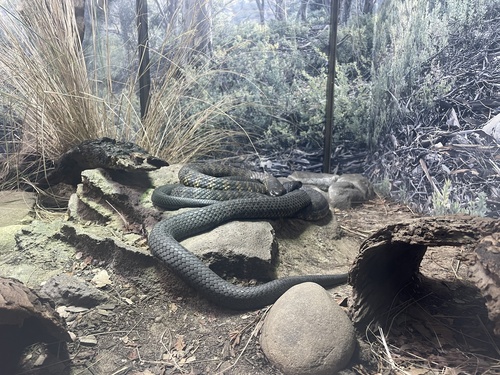 Tiger Snake sighting