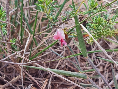 Dotted Indigo (Indigofera punctata)
