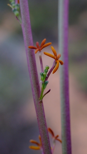 Sandveld Fingerflox (Manulea pillansii)